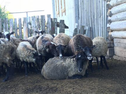 Овцы, бараны, молодняк Романовской породы - фотография № 3