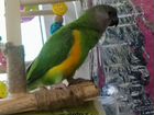 Сенегальский попугай кроша объявление продам