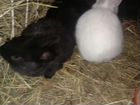 Крольчата кролики есть взрослые есть маленькие вел